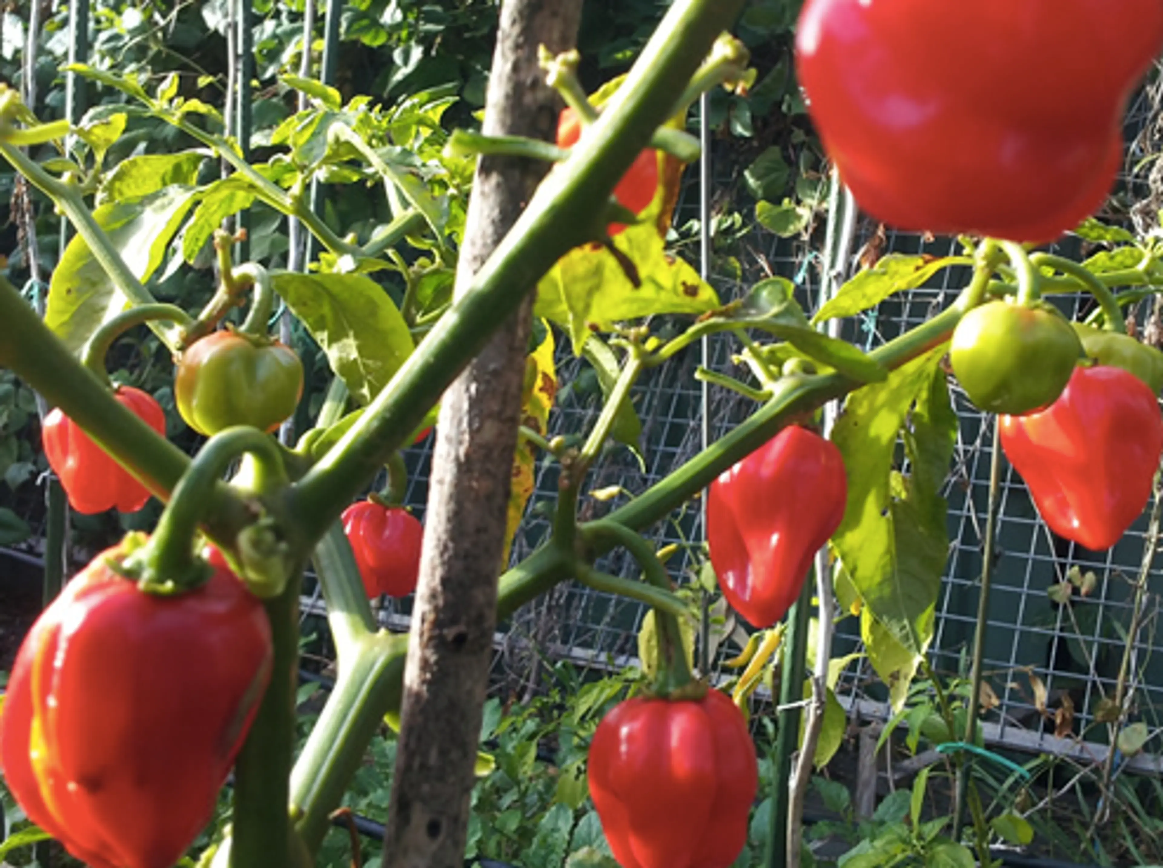 Hawaiian Chili Pepper Chicken