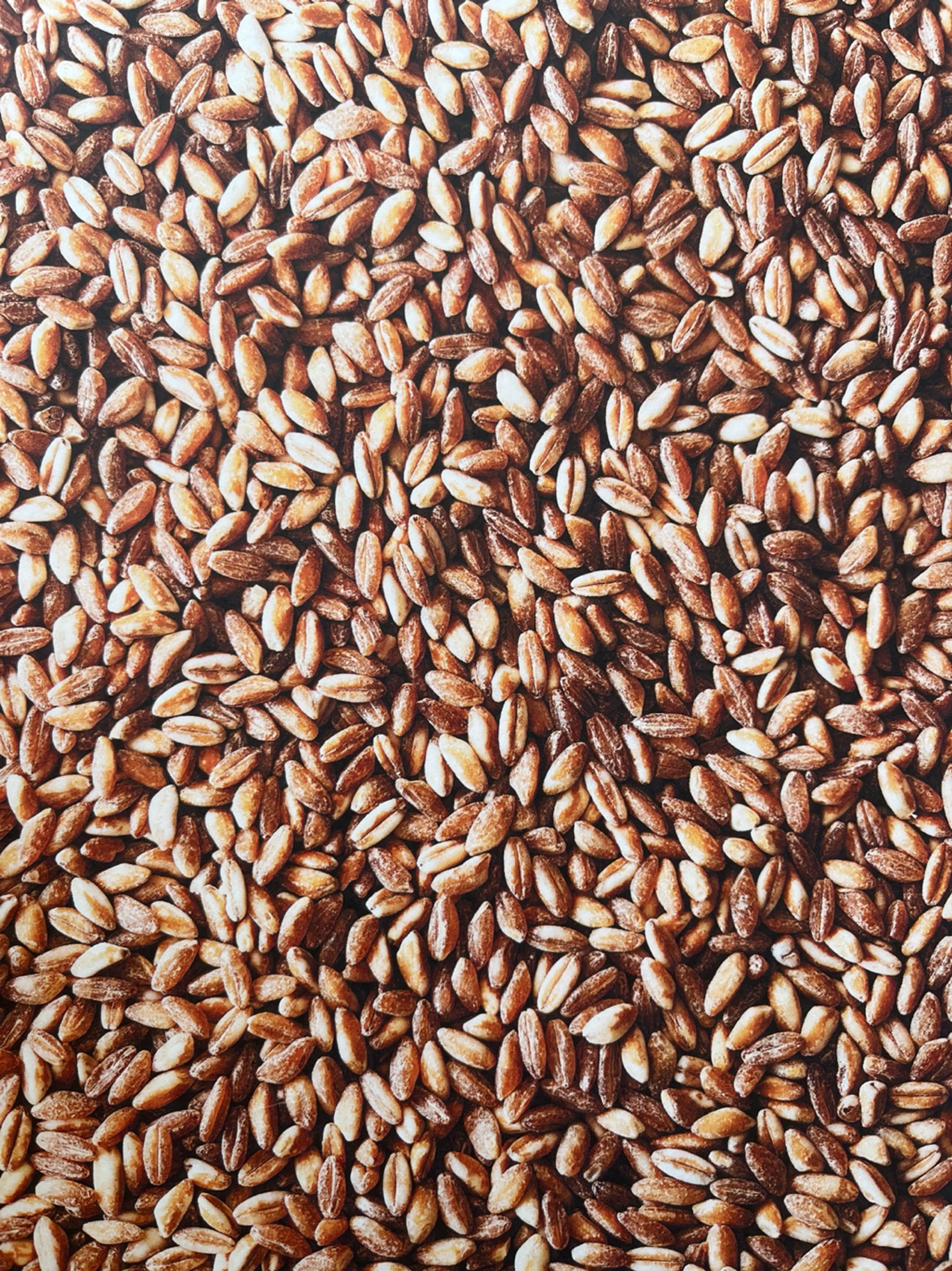 Farro