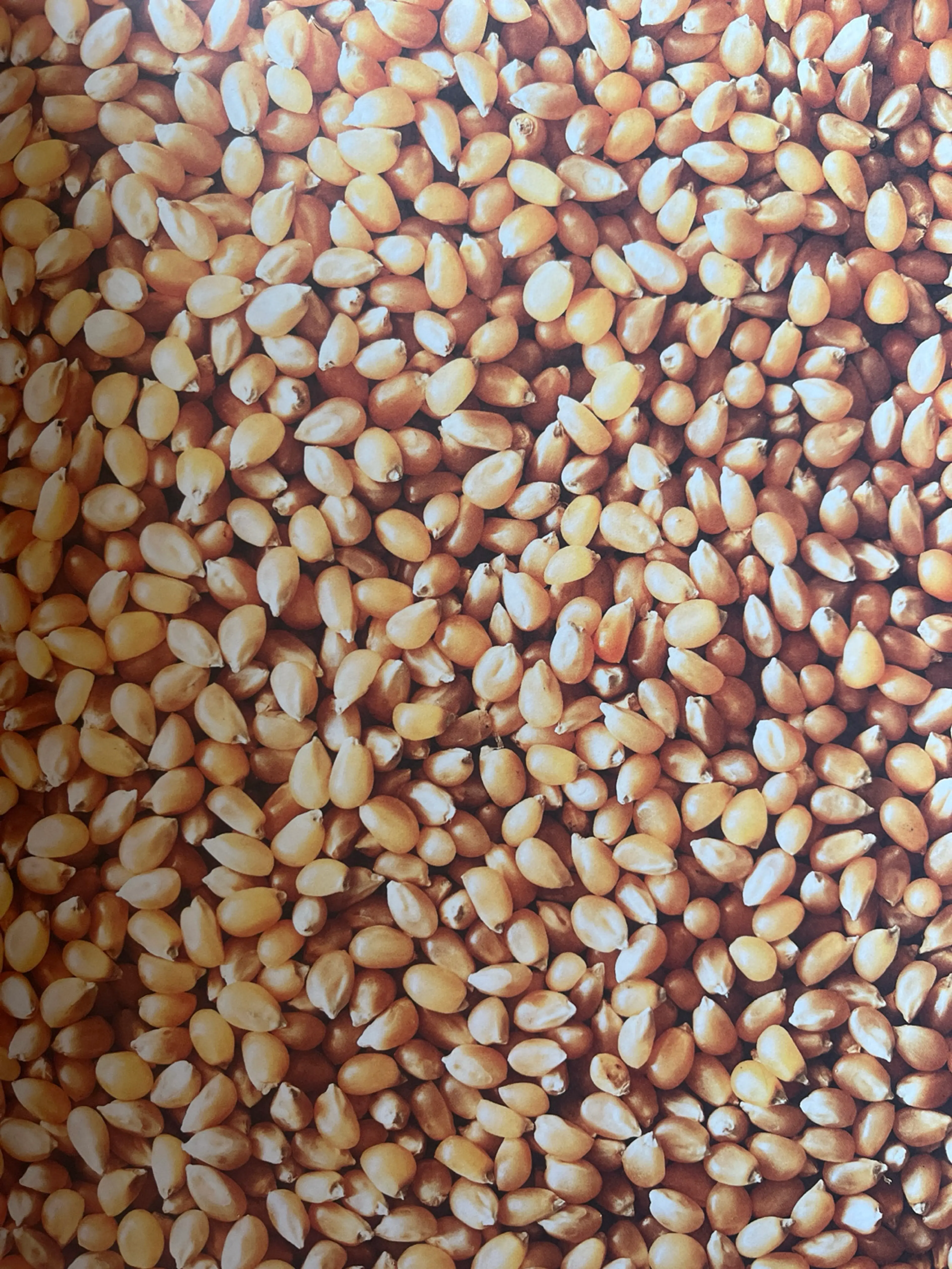 Corn