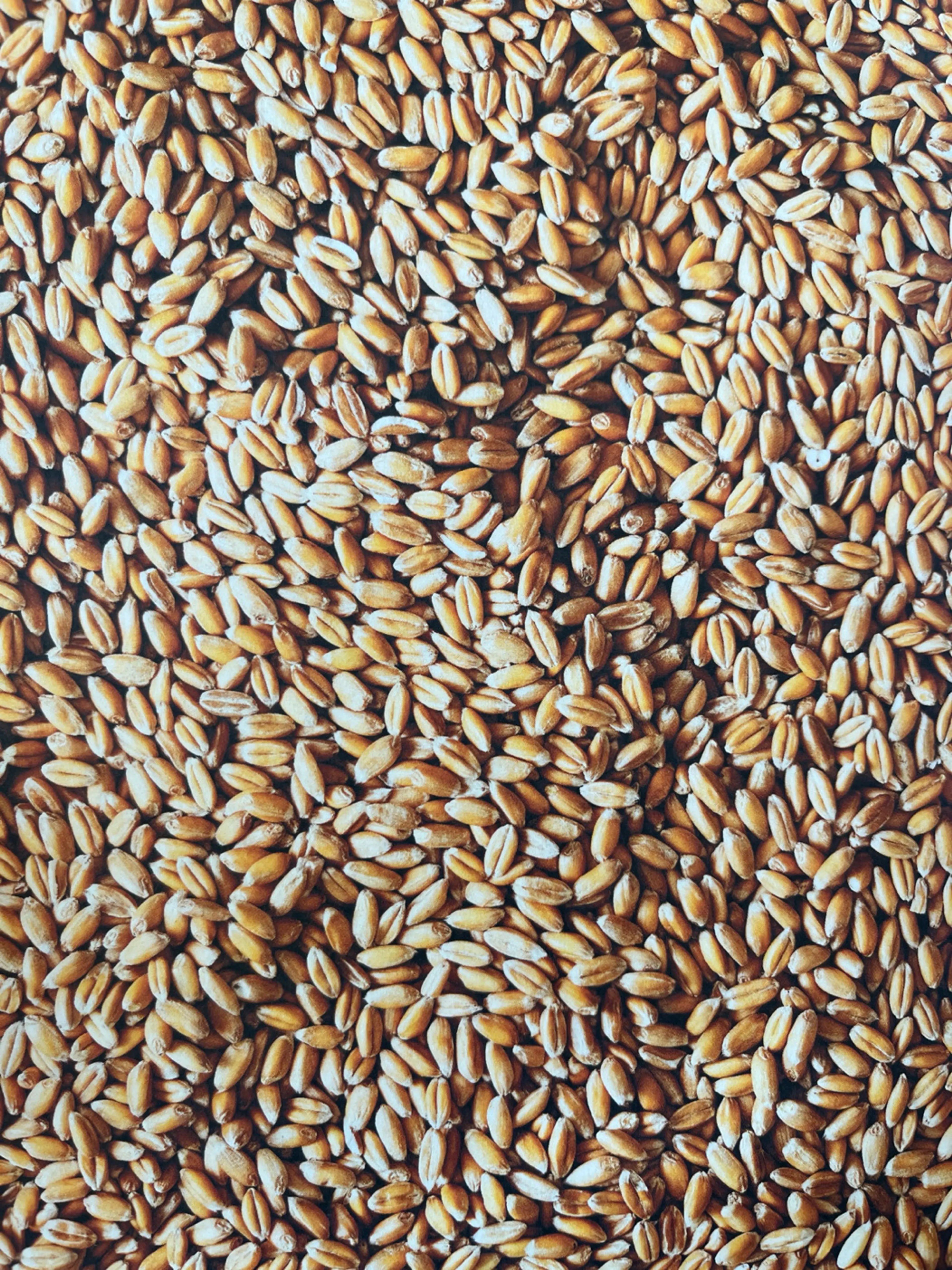 Spelt
