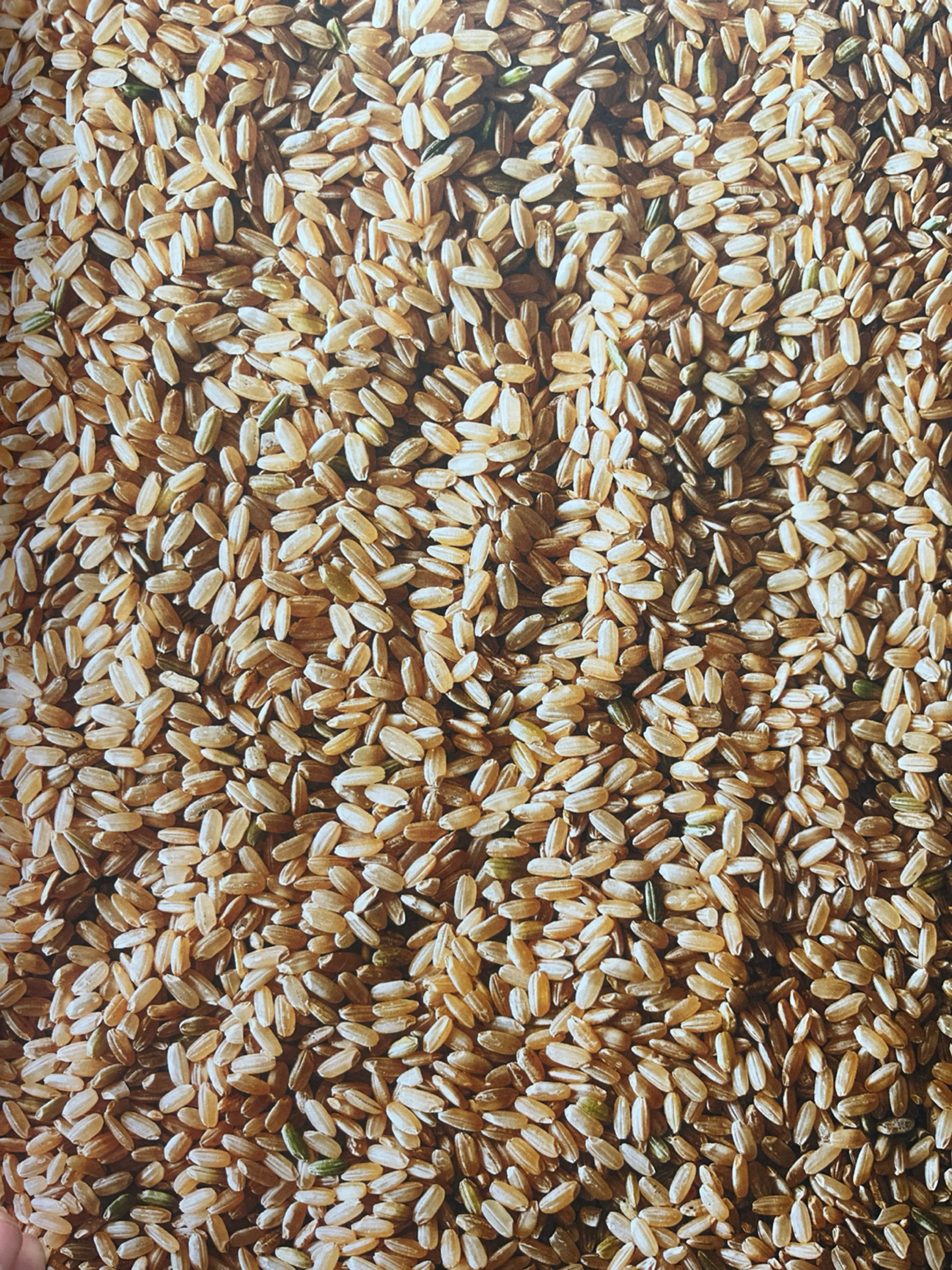 Brown Rice