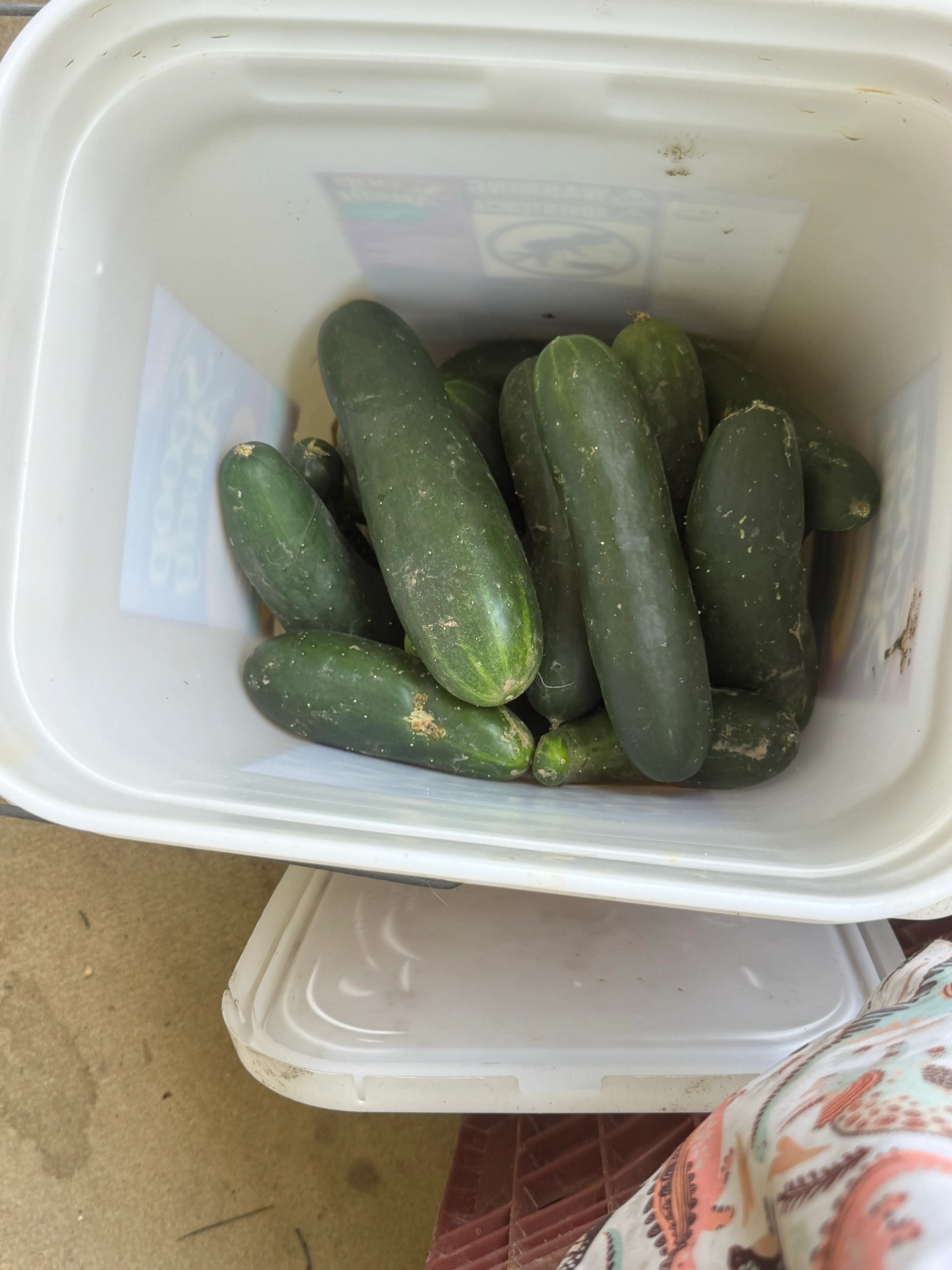 Aunt Doris Dill Pickles