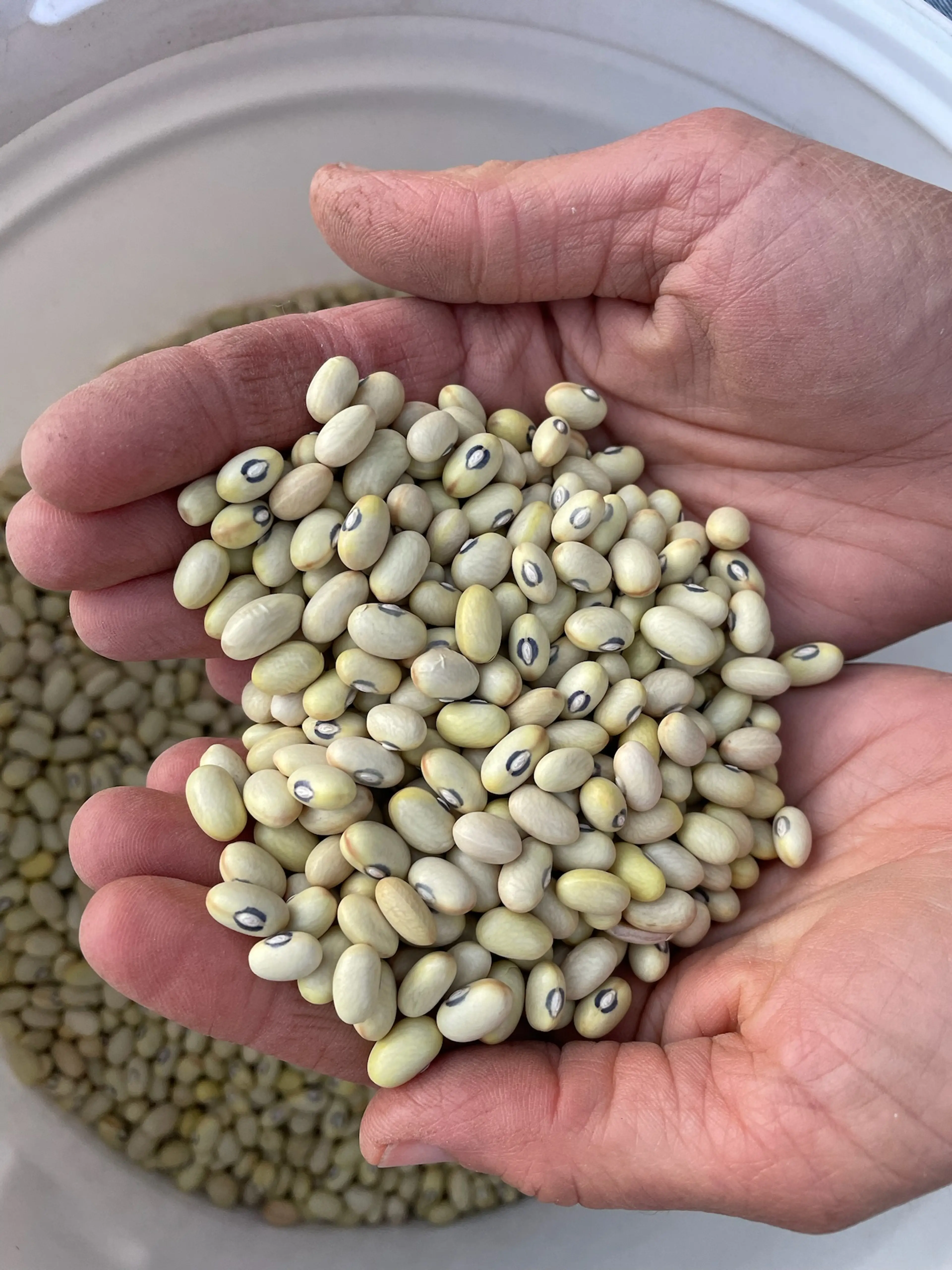 Bean Cooking Basics