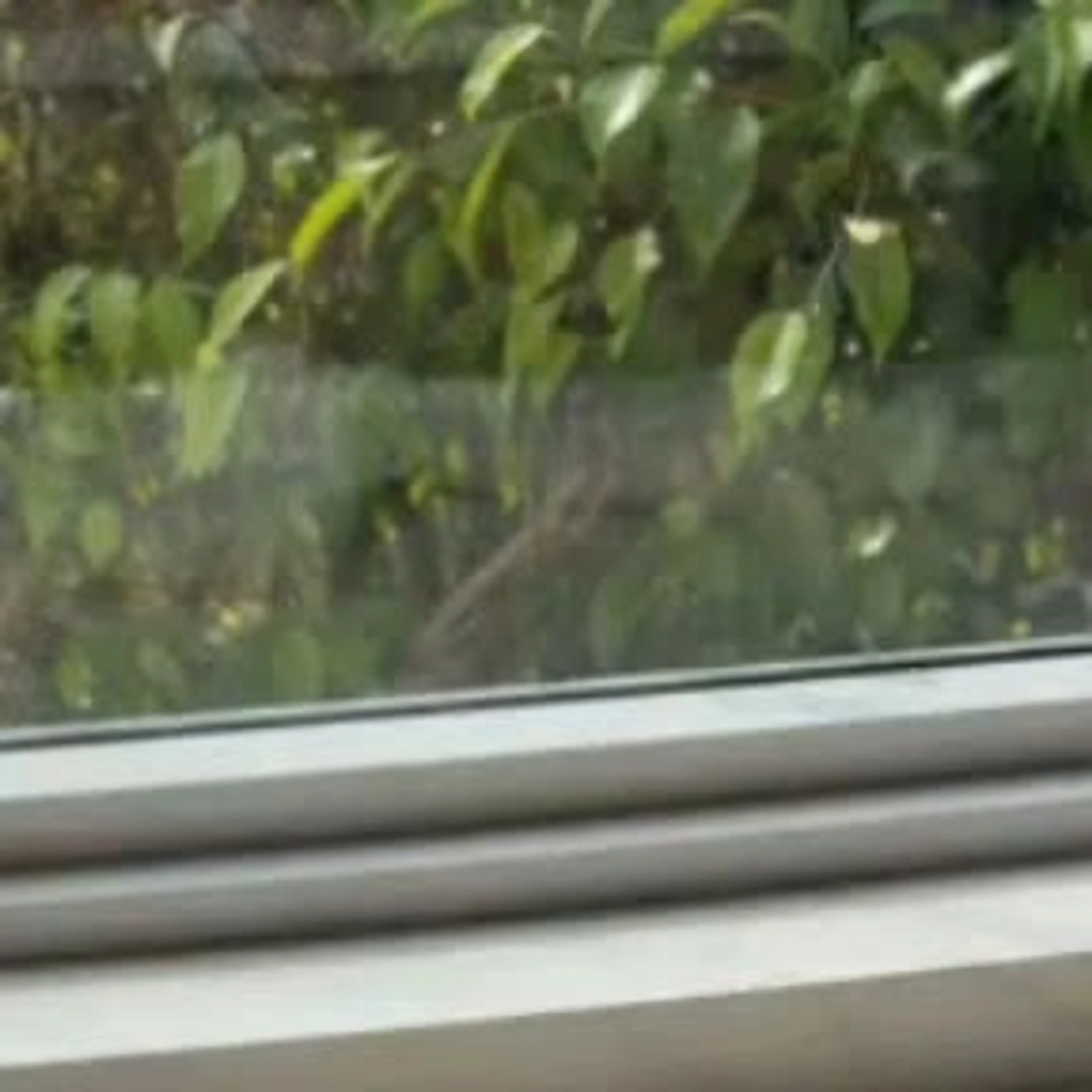 One Pan Dumplings (15 Minute Dinner