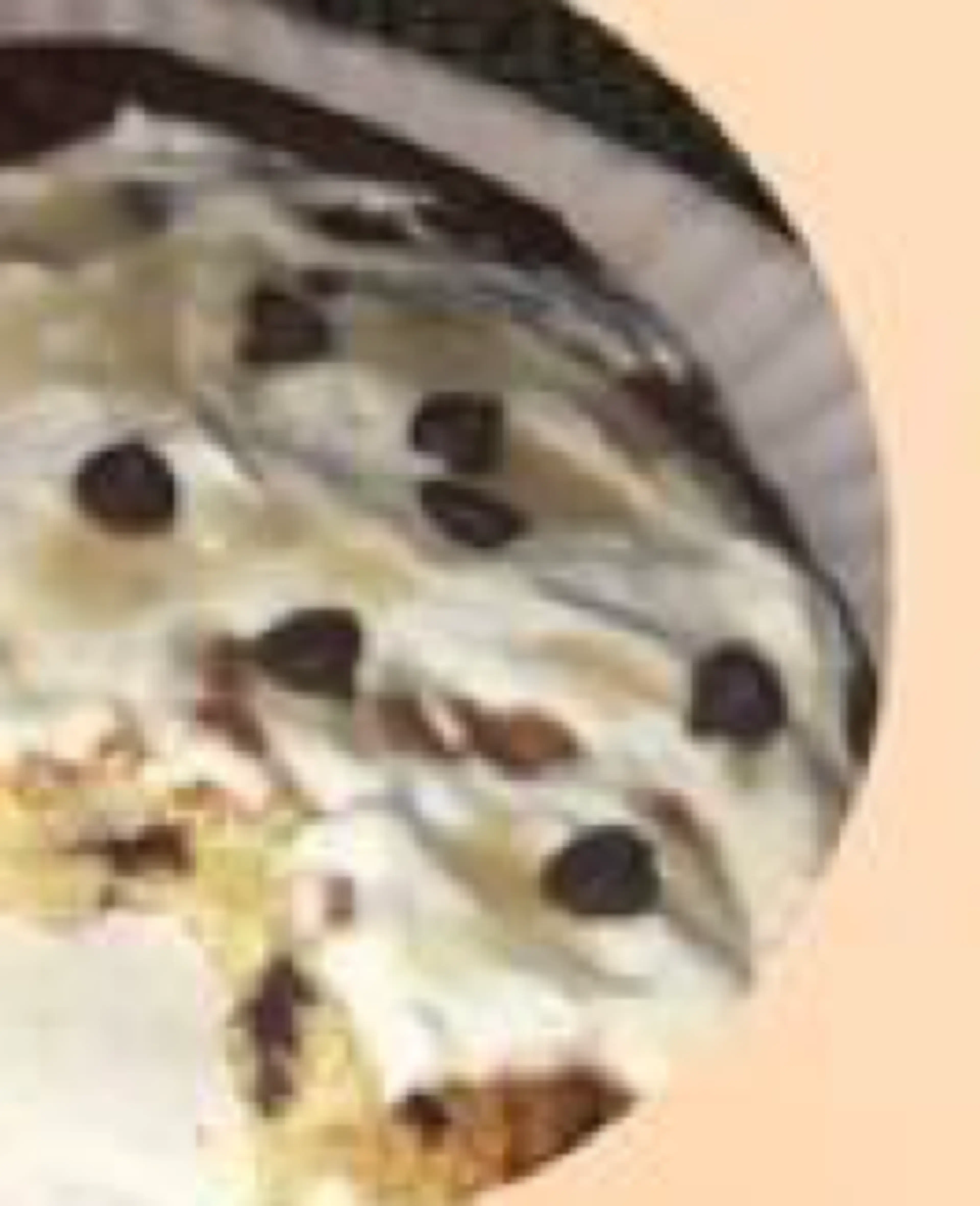 PROTEIN PANCAKE