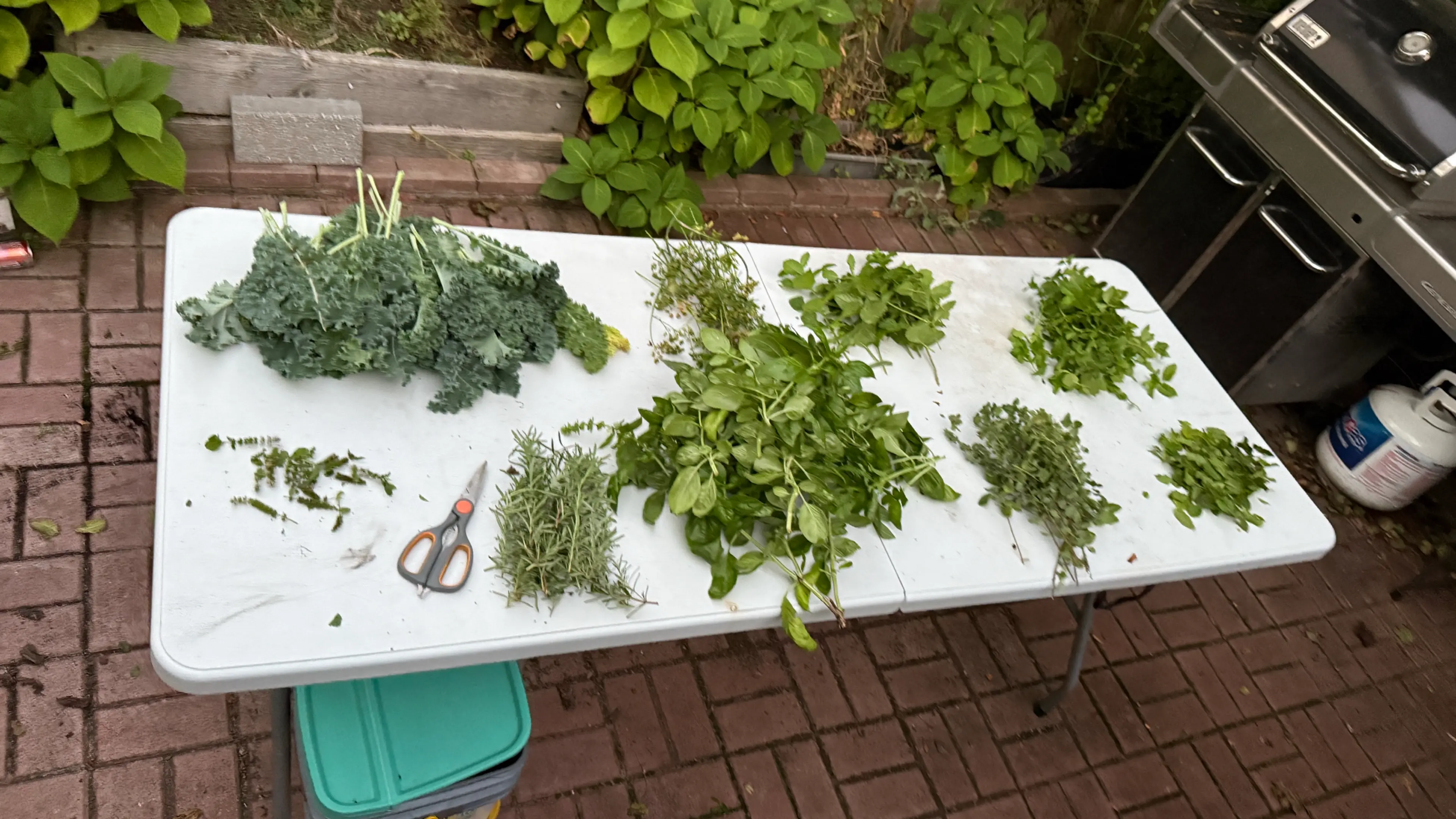 Kale Basil Pistachio Pesto