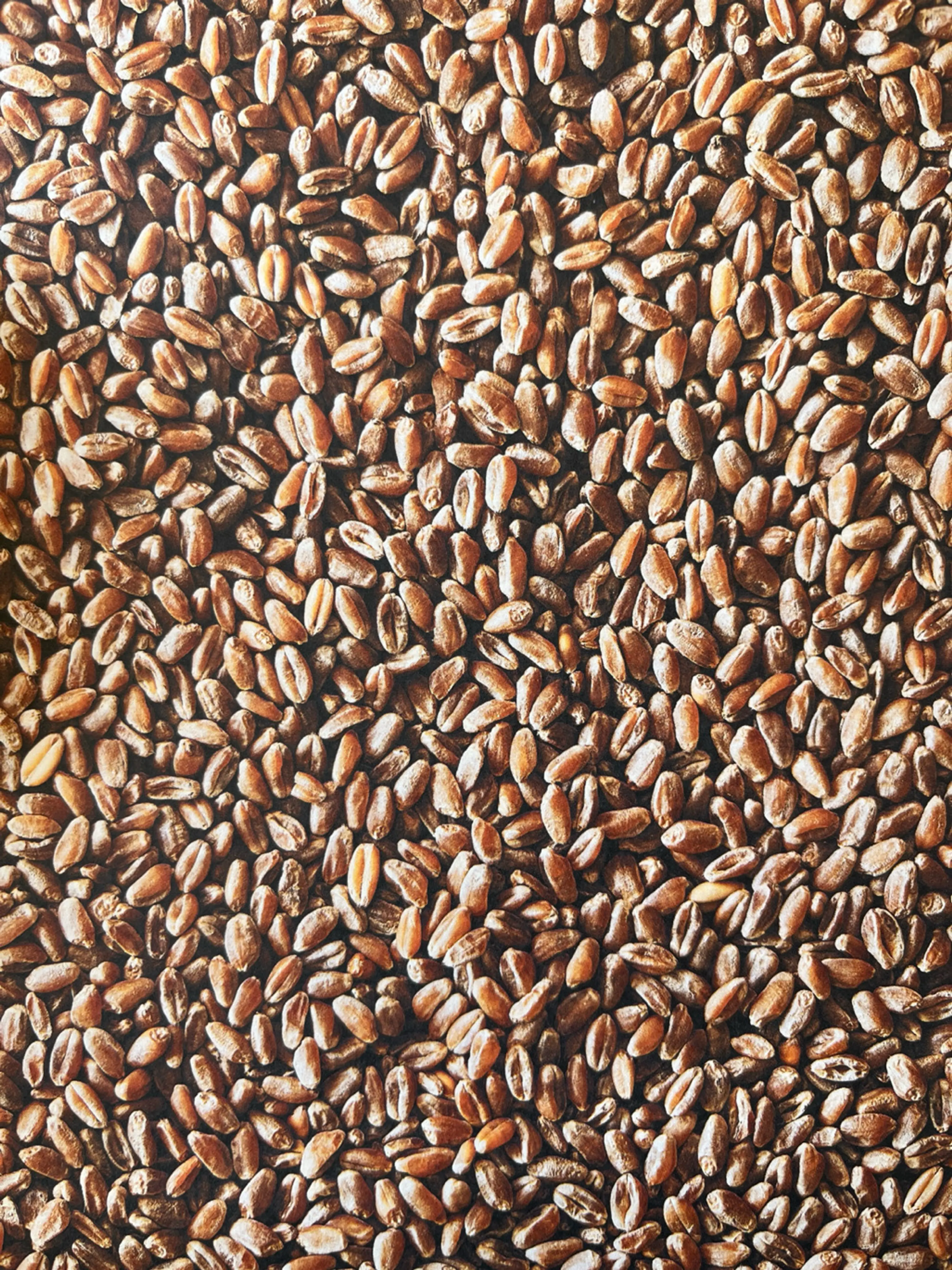 Wheat Berries