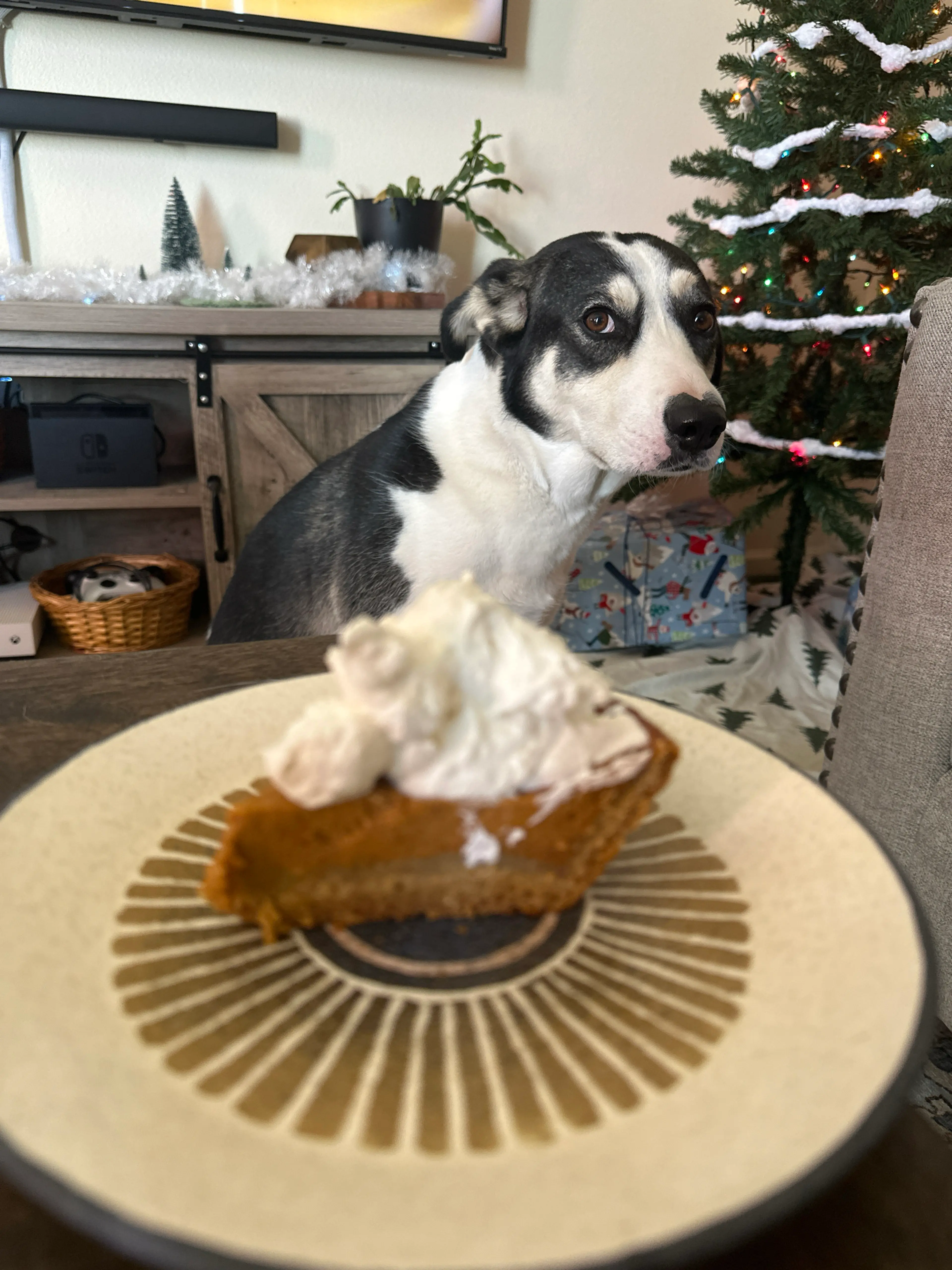 Homemade Whipped Cream