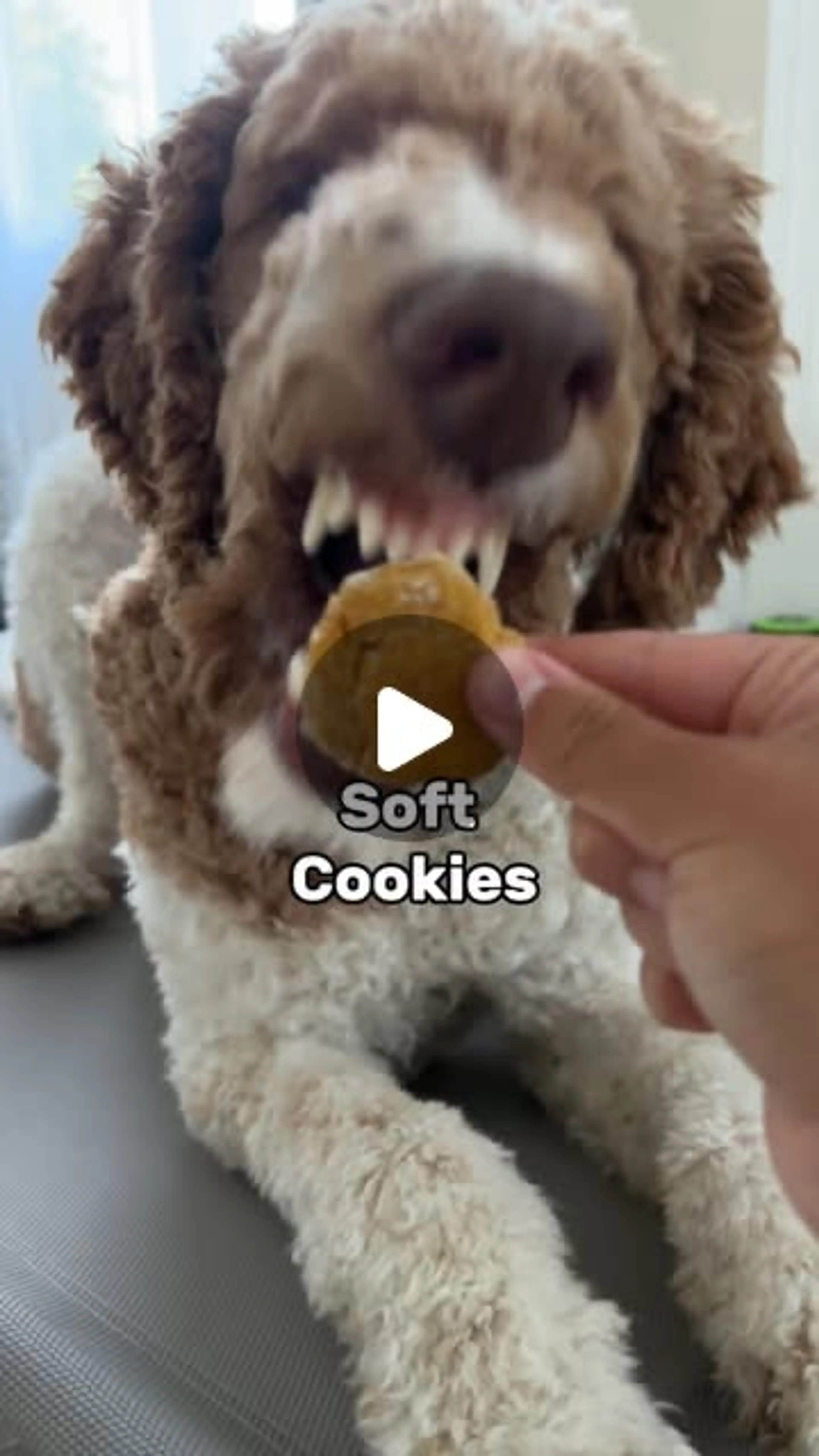 Dog Treats Applesauce Pumpkin Treats