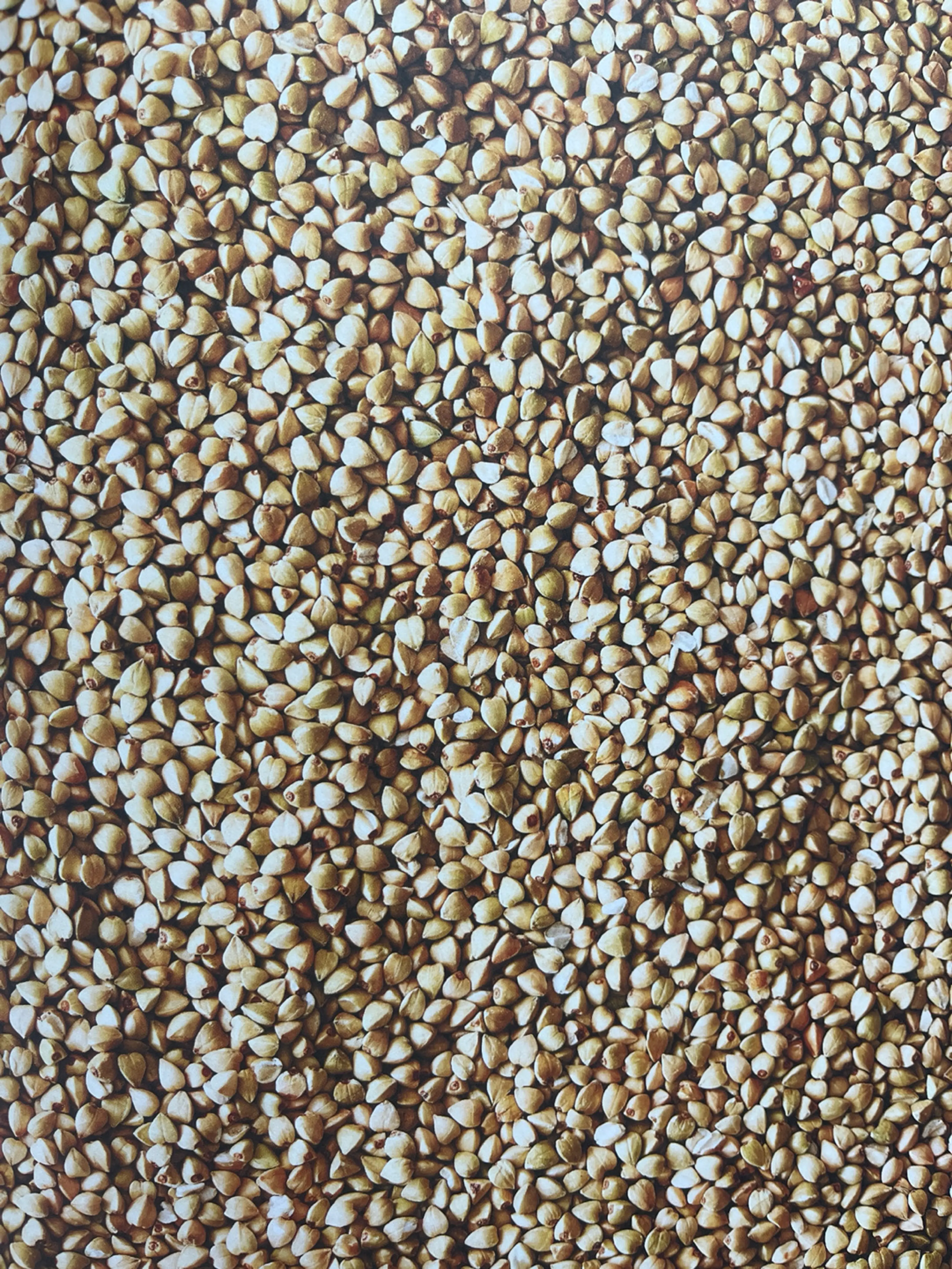Buckwheat