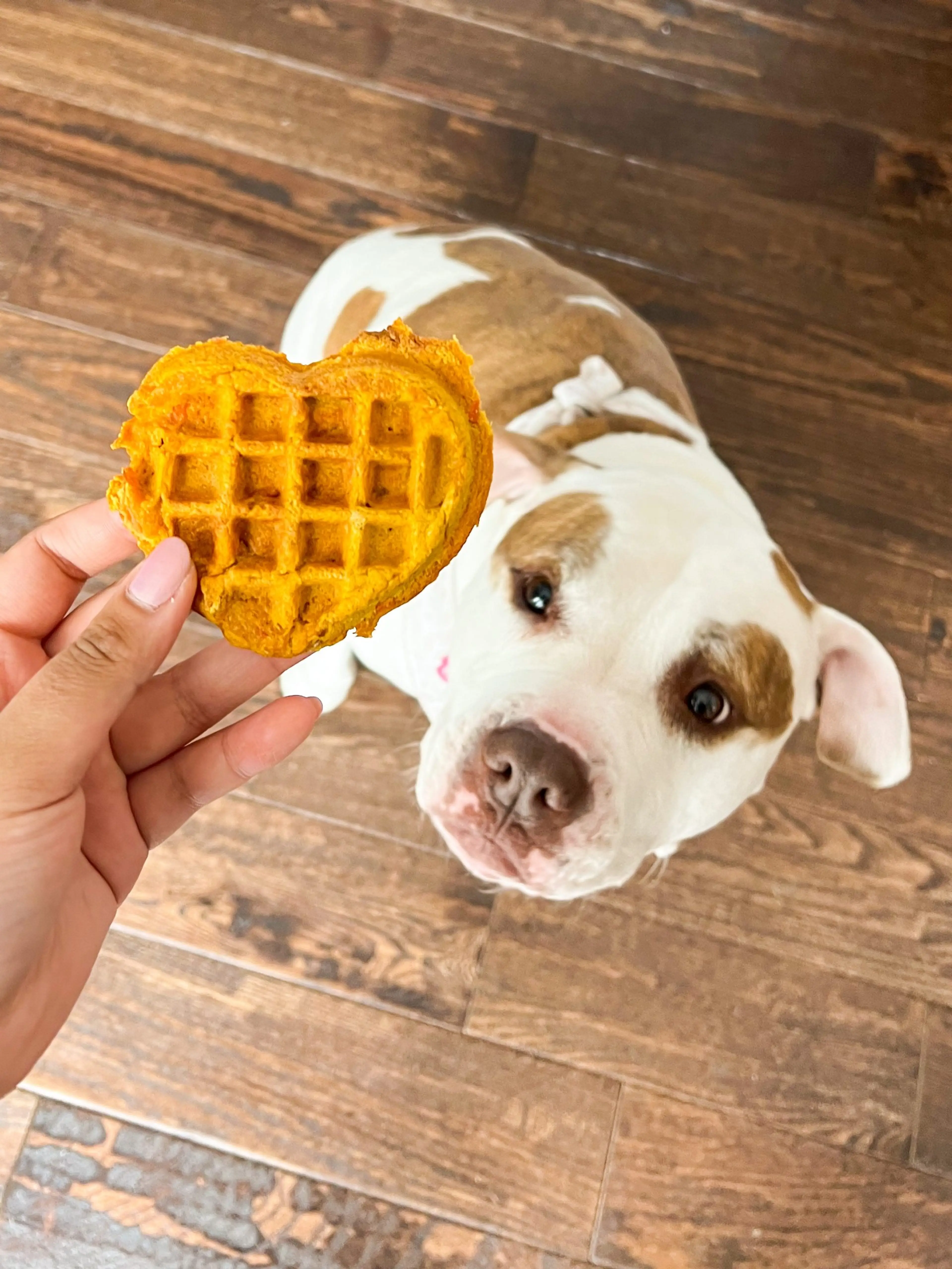 Pumpkin Dog Waffles