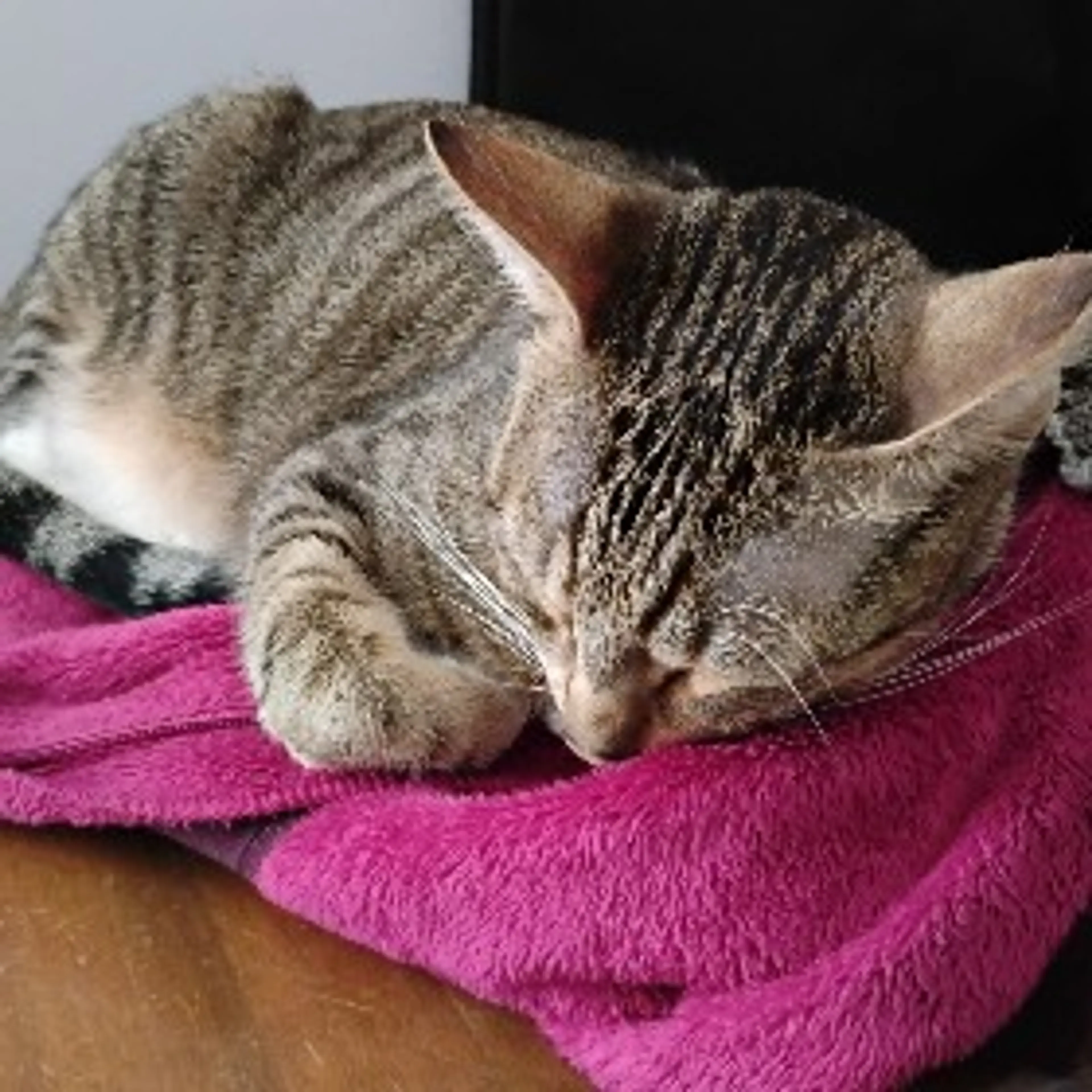 High Protein Egg Biscuit