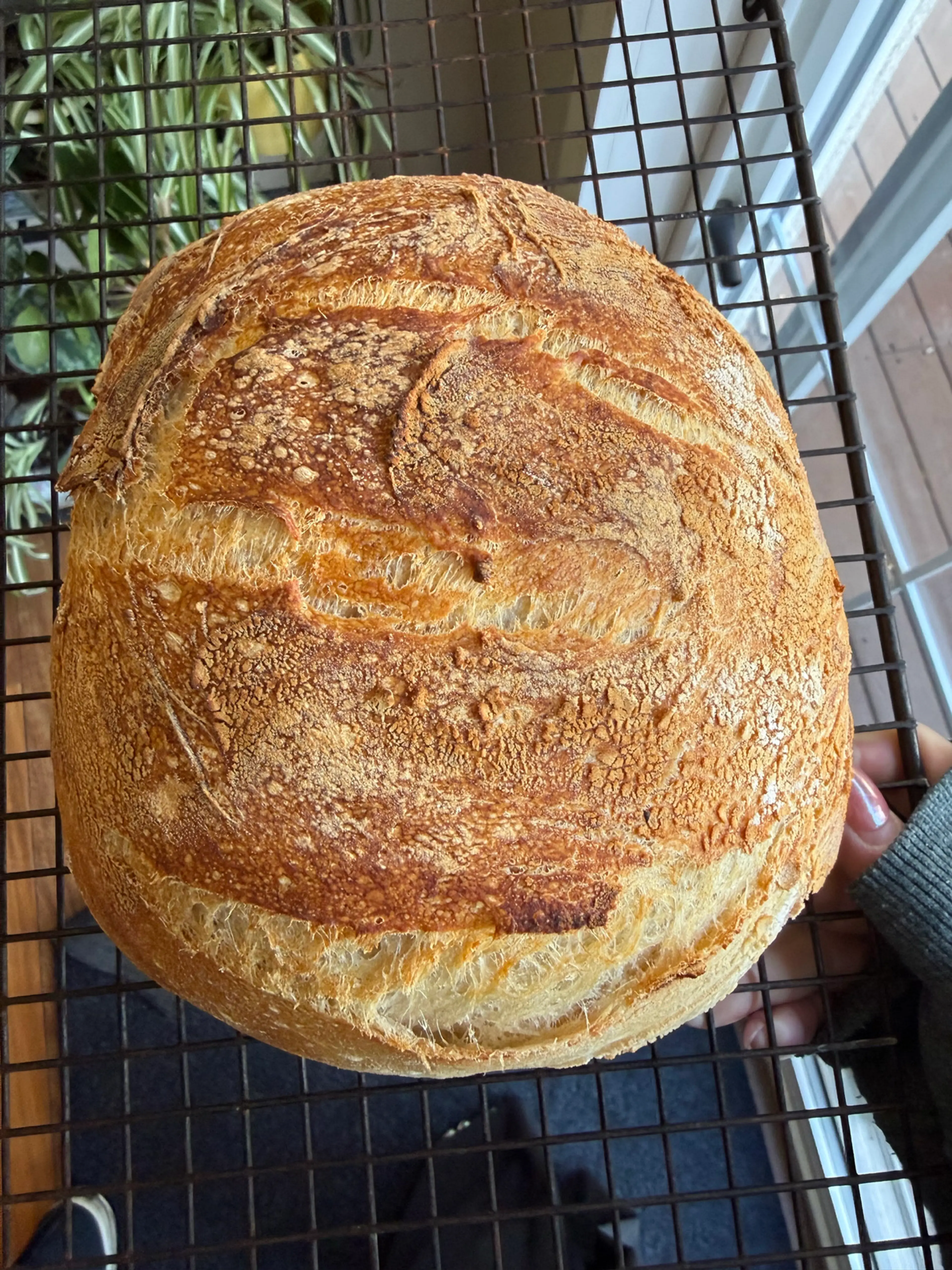 Sourdough Bread
