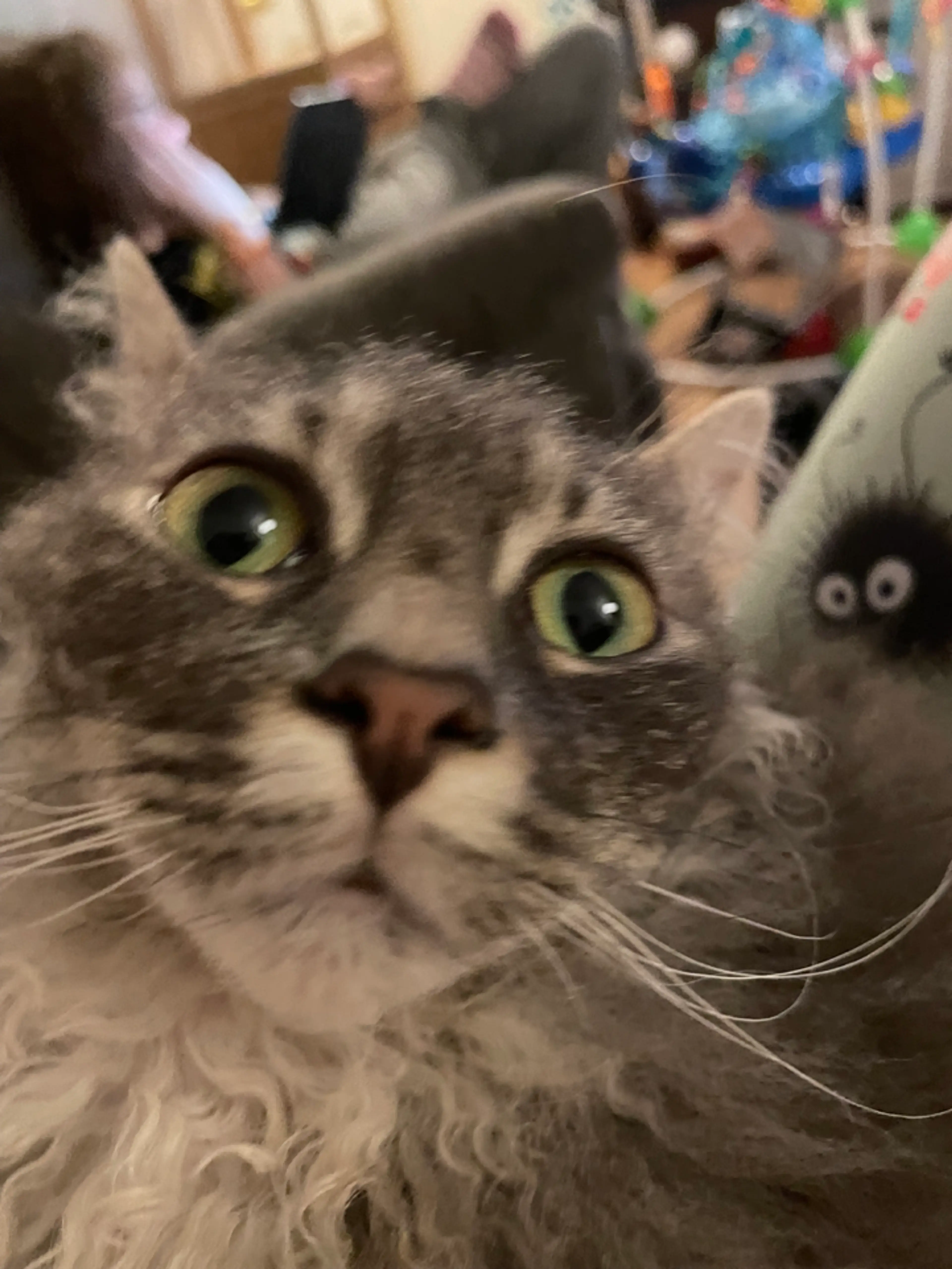 Moomoo